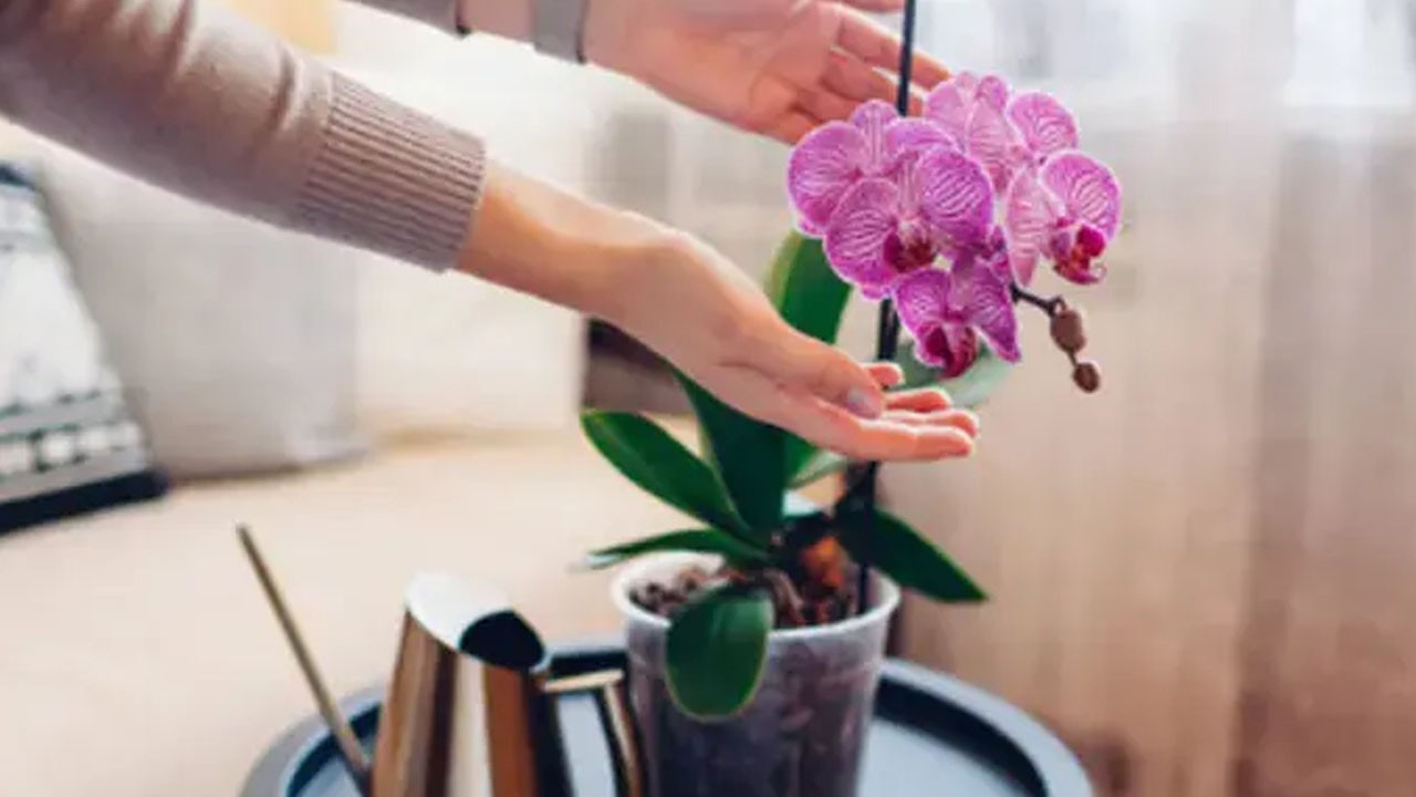 Köksüz orkideyi bile köklendirir! Azıcık zerdeçal atın, pet şişede büyüyor