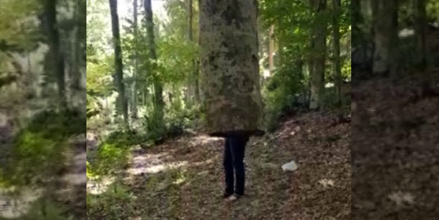 Kökü olmadan havada duran ağacı görenler şaşkına dönüyor
