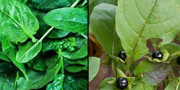 Kökü olmayan ıspanağı almayın