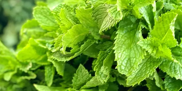 Kokusu bile ağrıya şifa: Sigarayı bırakırken baş ağrısına çözüm 3 bitki! Daha doğalı yok...,