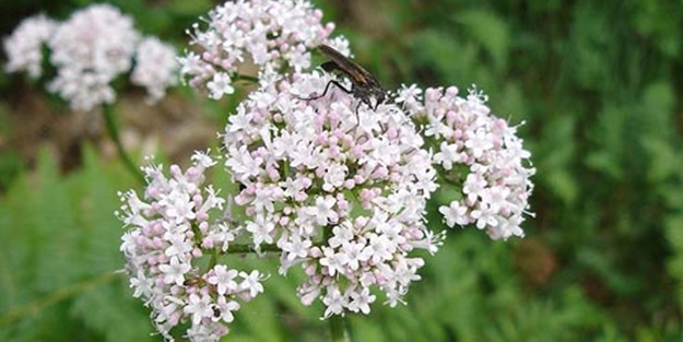 Kokusuna dayanabilirseniz çok faydalı!