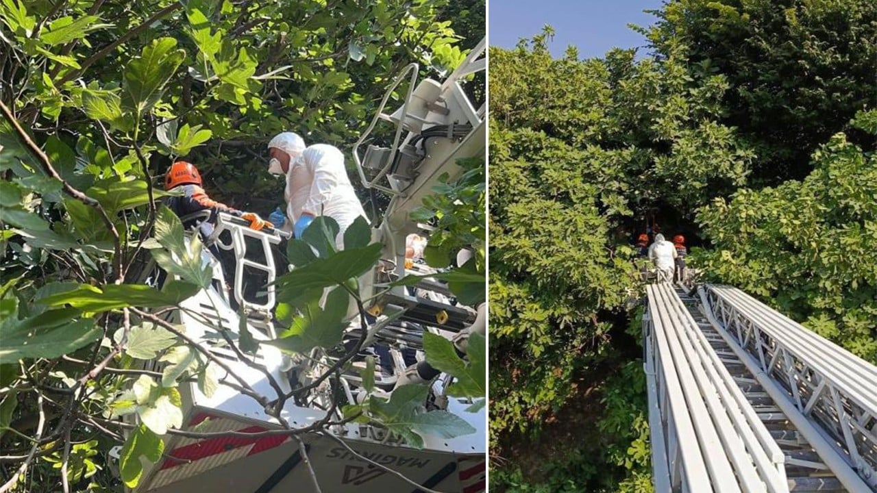 Kokuyu takip ettiler ağaçta asılı erkek cesediyle karşılaştılar