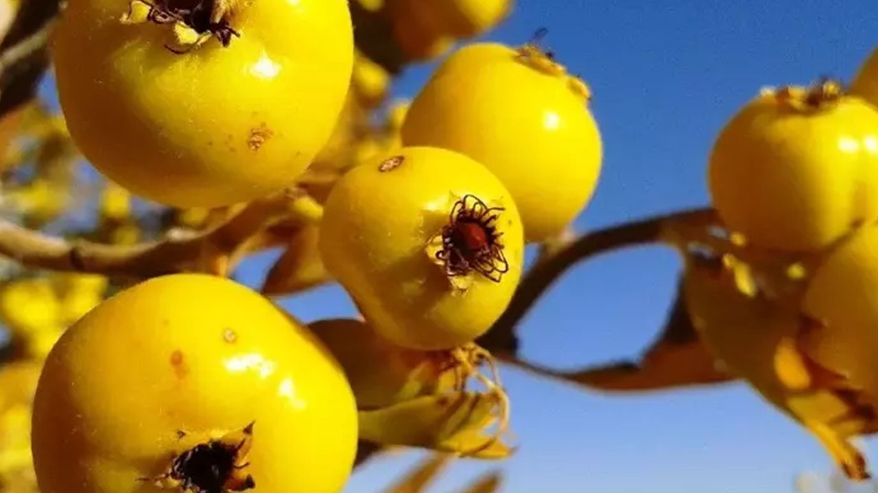 Kolesterol ve tansiyon düşmanı bu meyve yakından takip ediliyor! Kilosu 200 lira