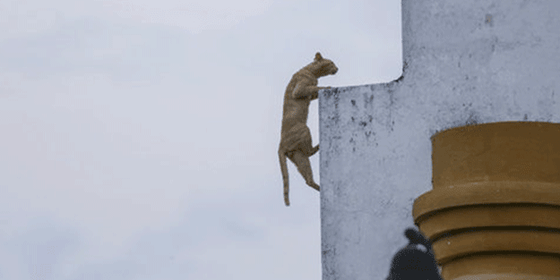 Mezarlıkta her geçen gün çoğalan kedilerin gizemi çözüldü! Şok olacaksınız