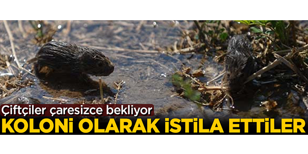 Koloni olarak gelip istila ettiler! Çiftçiler çaresiz bekliyor