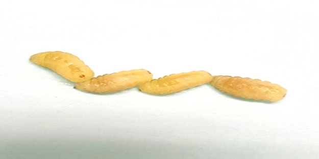 Kolundaki yaradan çıkanlar şok etti!