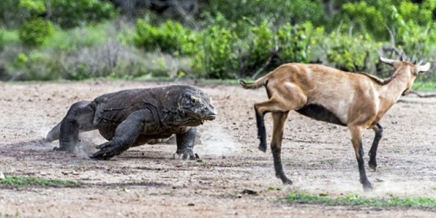 Komodo ejderi dağ keçisini böyle avladı
