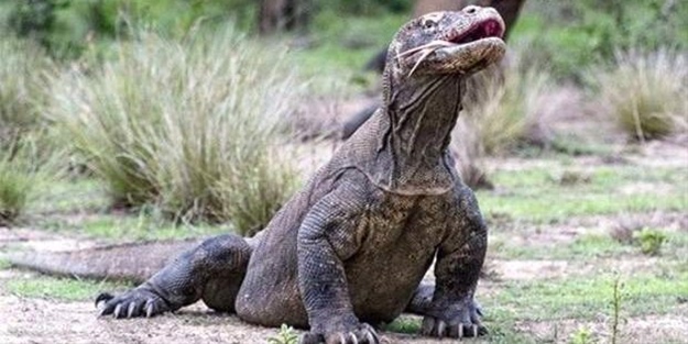 Komodo ejderi keçiyi gafil avladı!