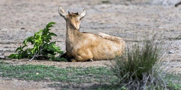 Komodo ejderleri keçiyi gafil avladı!