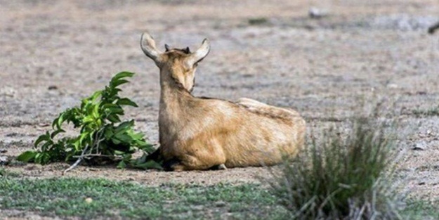 Komodo ejderleri keçiyi vahşice avladı!