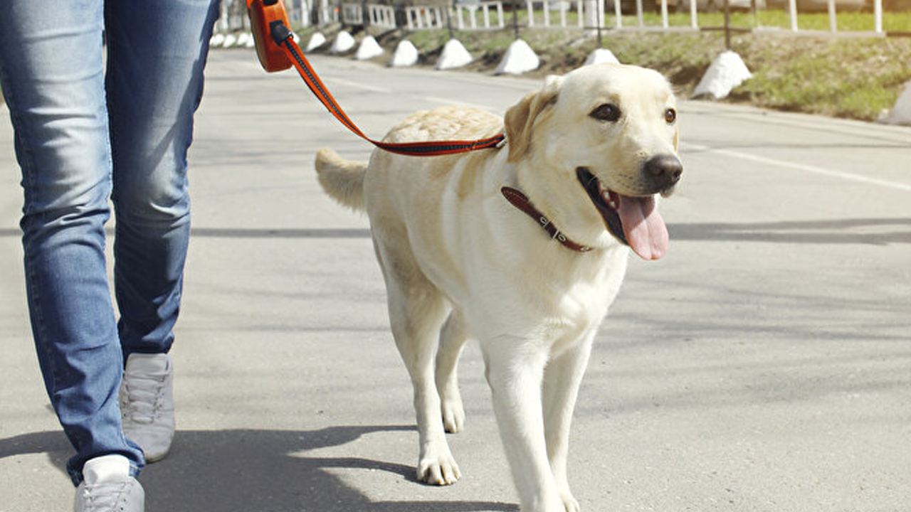 Komşu ülkede sokaklarda köpek gezdirmek yasaklanıyor!