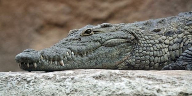 Komşu ülkede timsah alarmı!