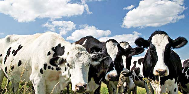 Komşuda 4, Türkiye’de 15 avro!