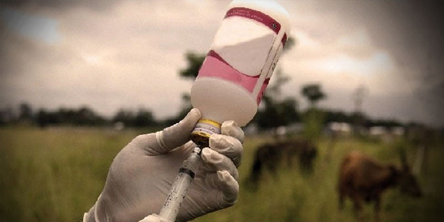 Komşuda şarbon paniği!