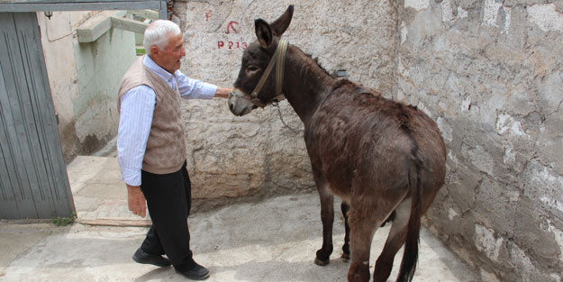 Komşusuna kızdı, eşeğine bakın ne yaptı!