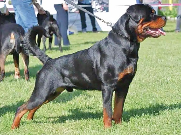 Komşusunun onlarca hayvanını telef ettiler: Rottweiler cinsi köpekler katliam yaptı