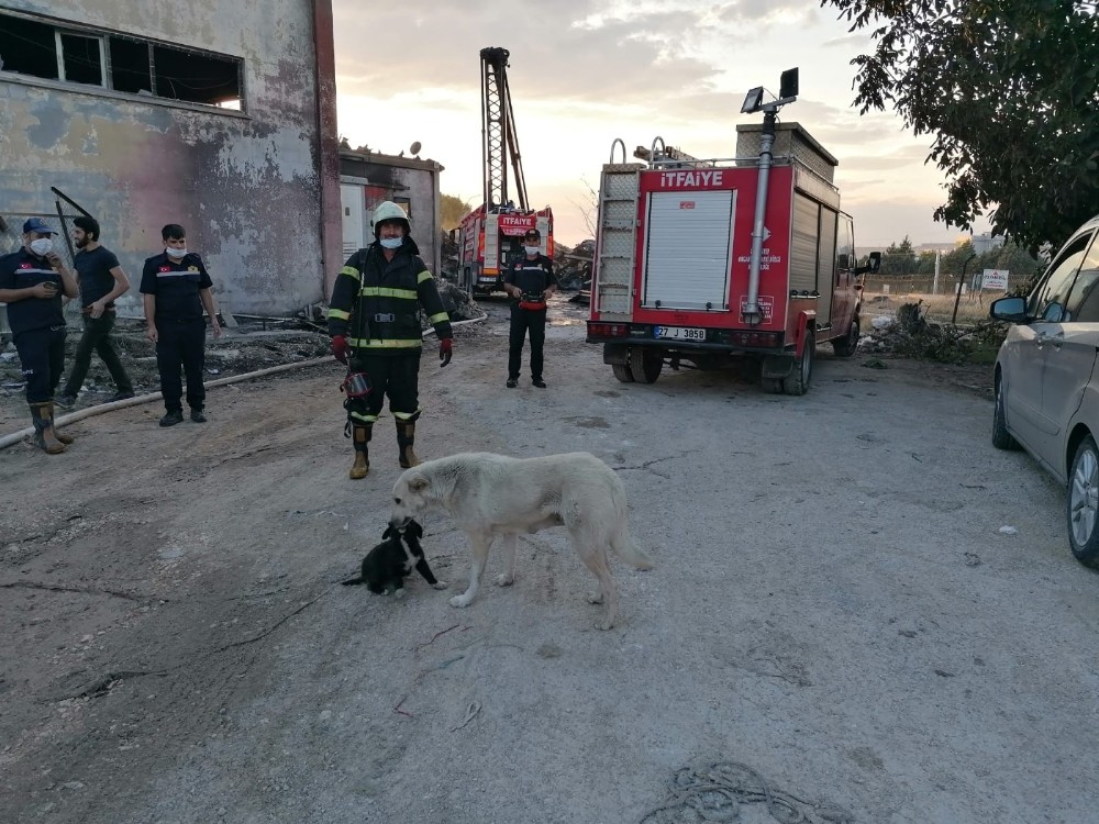 Kömür annesine kavuştu 
