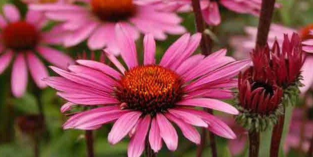 Koni çiçeğine çok şey borçluyuz