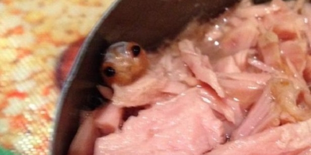 Konserveden yaratık çıktı!