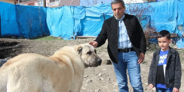 Konuşan köpek sosyal medyaya damga vurdu! “Benim adım Ejder”