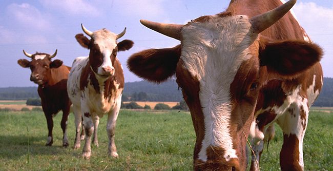 Akyaka’da hayvan hırsızlığı