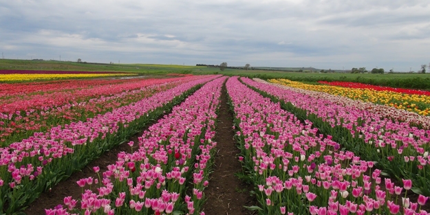 Konya lalede Hollanda’yı solladı