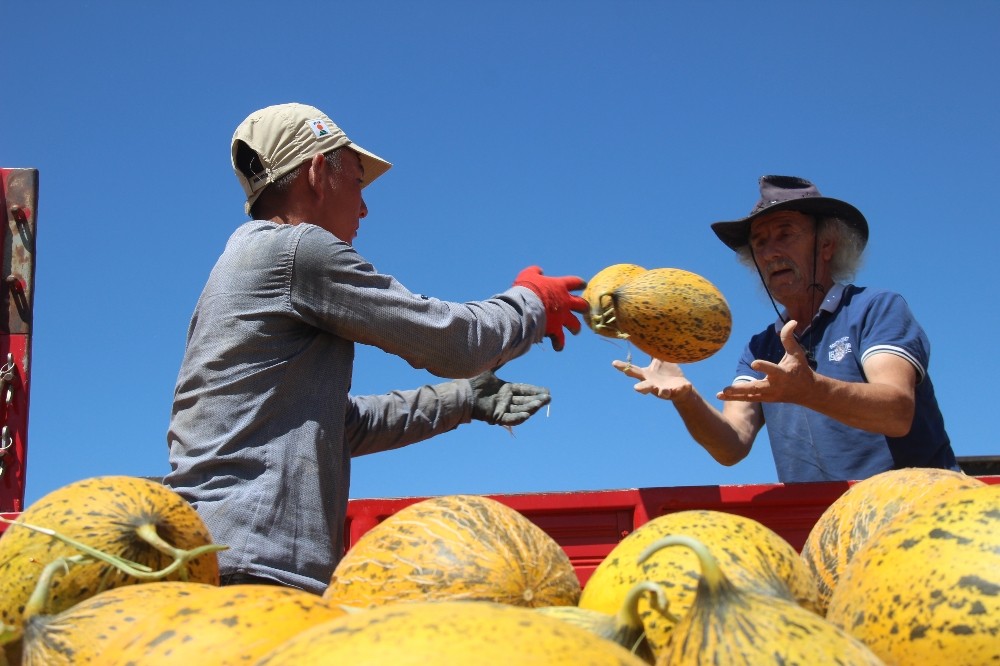 Konya Ovasında kavun hasadı zamanı 