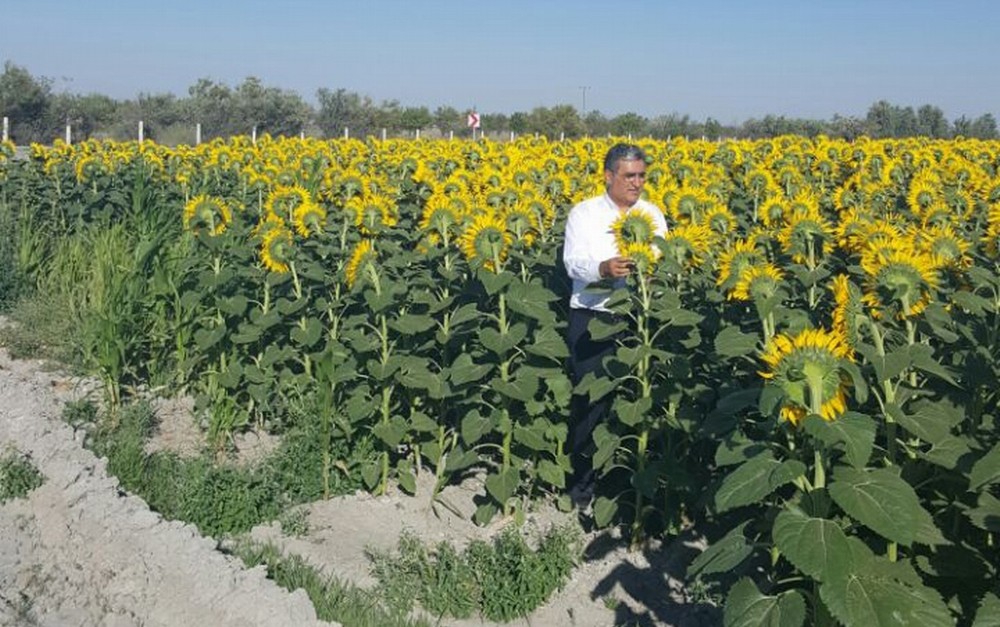 Konya Şeker ayçiçeği alım fiyatlarını açıkladı 
