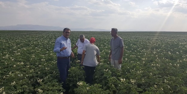 Konya Şeker yerli patates tohumu üretti