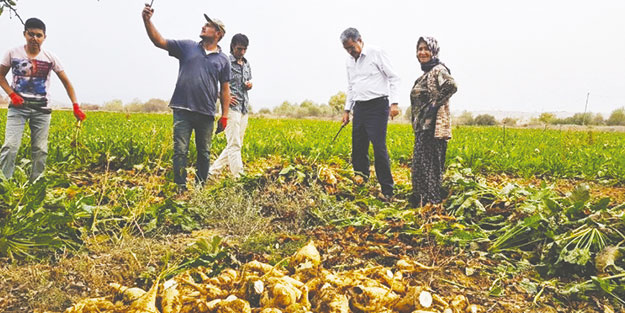 Konya Şeker’den çiftçiye 2,26 milyar liralık ödeme