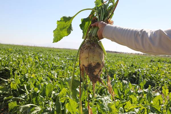 Konya Şeker'den tüketiciye toplam 12 milyar 780 milyon 545 bin TL'lik dev ödeme