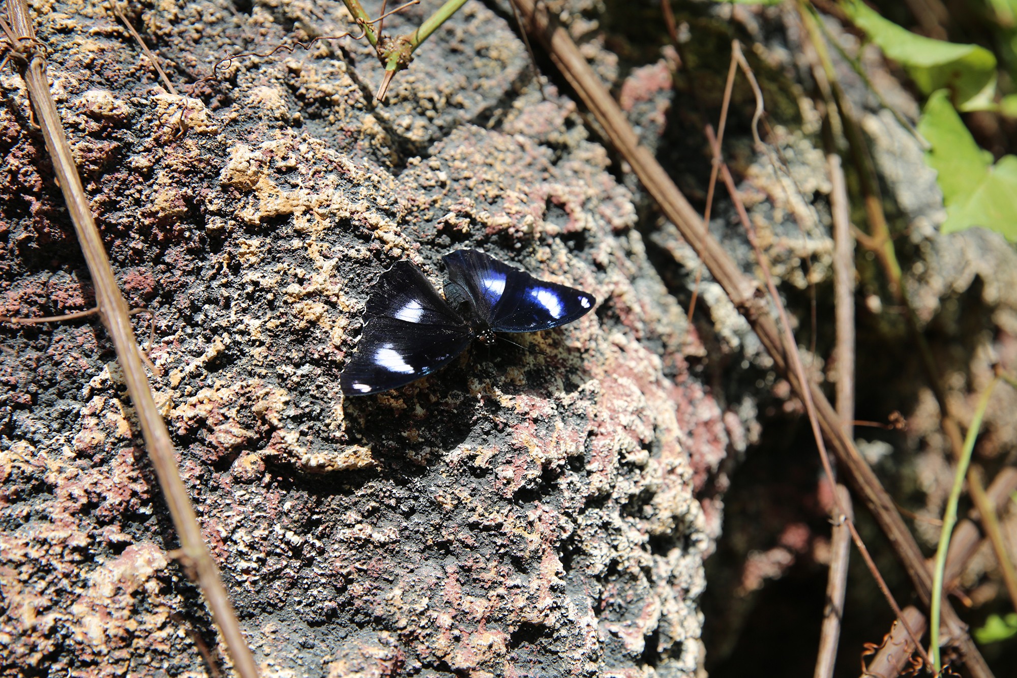 Konya Tropikal Kelebek Bahçesi yaz aylarının favori ziyaret mekanı oldu