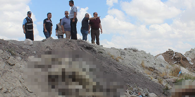 Konya'da 12 köpek ölü halde bulundu! 