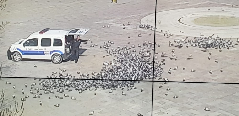 Konya’da aç kalan güvercinleri polis besledi 