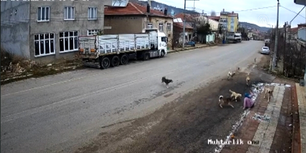 Konya'da başıboş köpek dehşeti: Az kalsın canından oluyordu