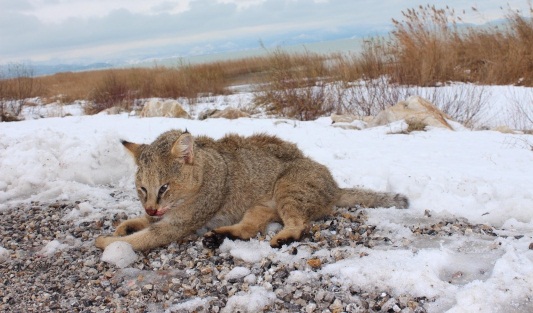 Konya’da ‘bataklık vaşağı’na otomobil çarptı