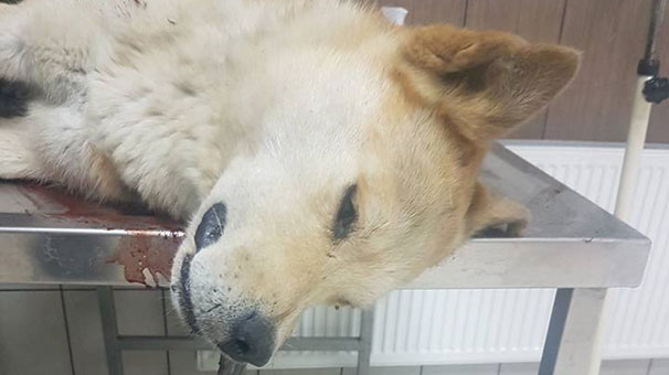 Konya'da bunu yapan insan olamaz! Köpeği tabancayla vurdular