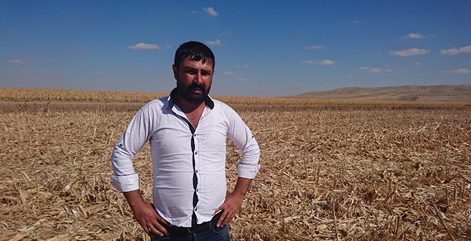 Konya'da görülmemiş hırsızlık: 120 ton mısır tarlasını hasat ettiler