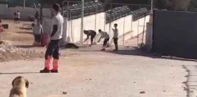 Konya'da hayvan bakımevindeki görüntüye soruşturma