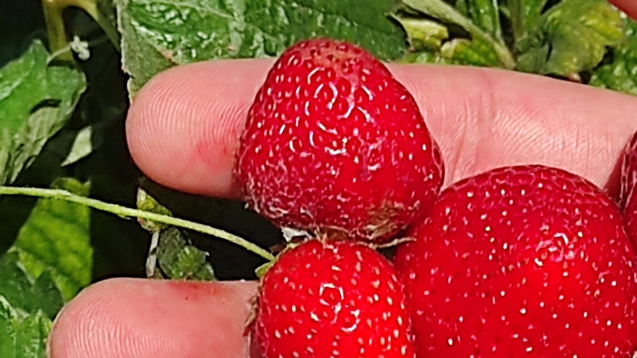 Konya’da “Hüyük Çileği” projesi tamamlandı