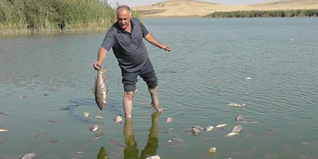 Konya'da korkutan balık ölümleri! Mahalleli 4 gündür ayakta