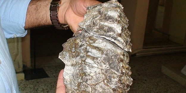 2,5 milyon yıl öncesine ait! Konya'da bulundu