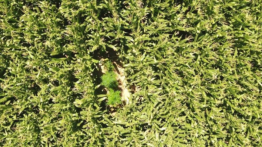 Konya'da mısır tarlaları arasına ekilmiş kenevirler drone ile tespit edildi