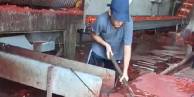 Konya'da salça üretim fabrikasında mide bulandıran görüntüler!