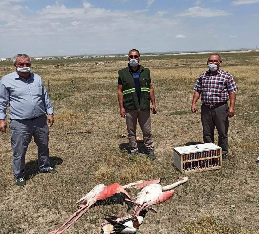 Konya’da suna kuşu ve flamingo katliamına: 13 bin 237 lira ceza 