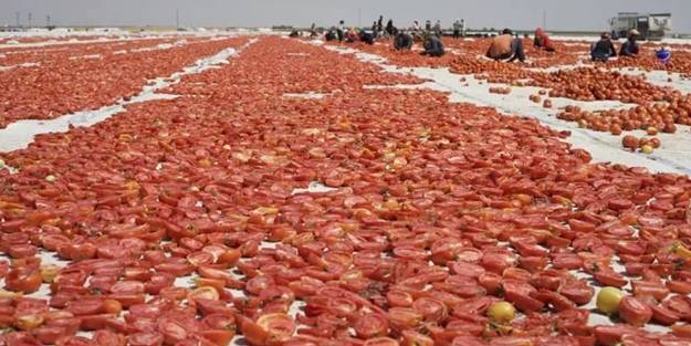 Konya'da üretiliyor, İtalya'da tüketiliyor! Tonlarca ihracatı yapılıyor