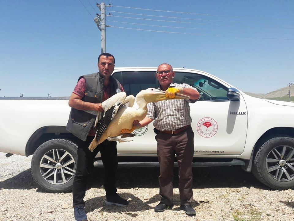 Konya’da yaralı bulunan pelikana yardım eli 