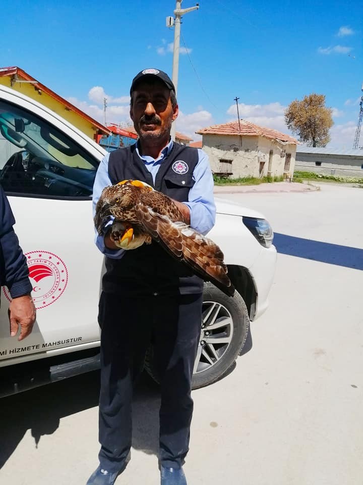Konya’da yaralı halde bulunan şahin koruma altına alındı 