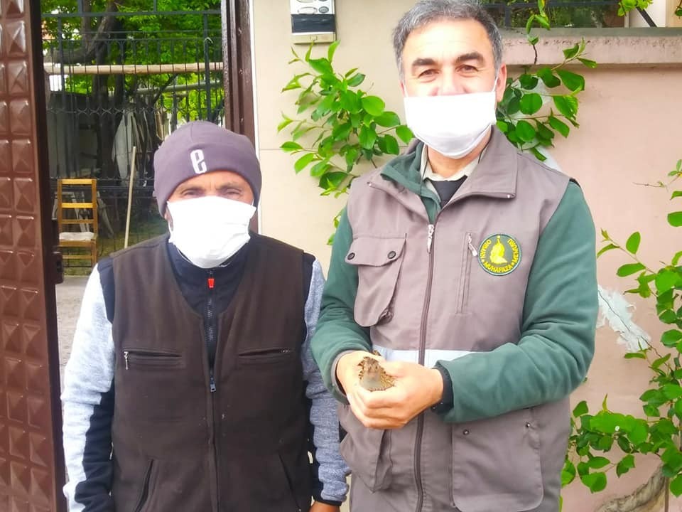 Konya’da yaralı olarak bulunan baykuş ve bıldırcın kılavuzu koruma altına alındı 