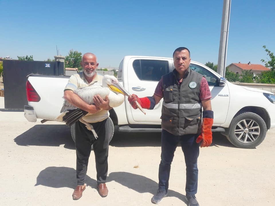 Konya’da yarılı pelikan koruma altına alındı 
